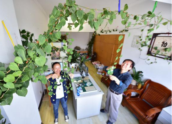 平常室內(nèi)除甲醛用的方法弊端有哪些？